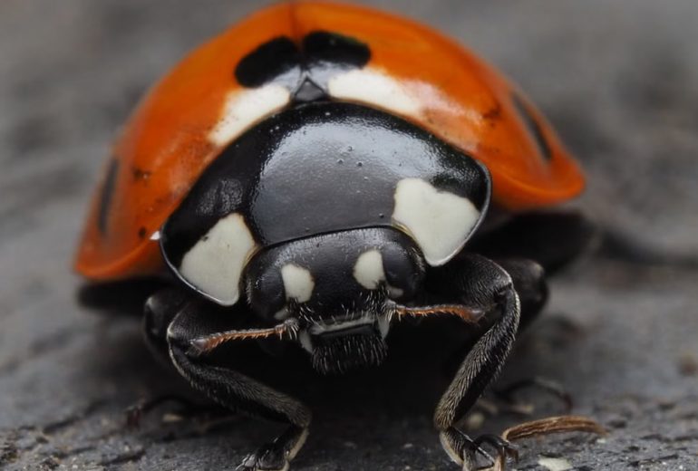 Macro shot of a Coccinella septempunctata, the seven-spotted ladybug, with detailed focus on its vibrant red elytra.
