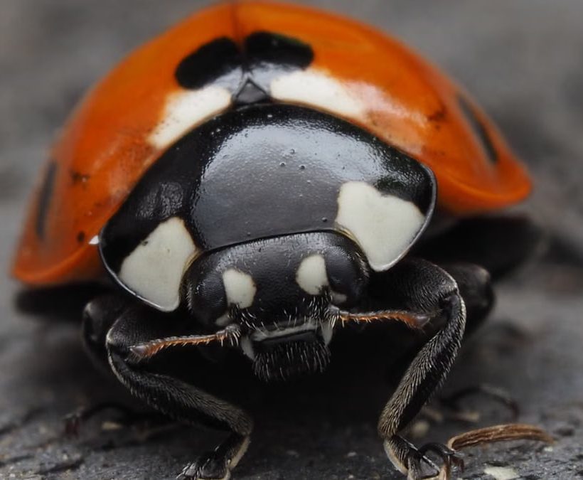 Macro shot of a Coccinella septempunctata, the seven-spotted ladybug, with detailed focus on its vibrant red elytra.